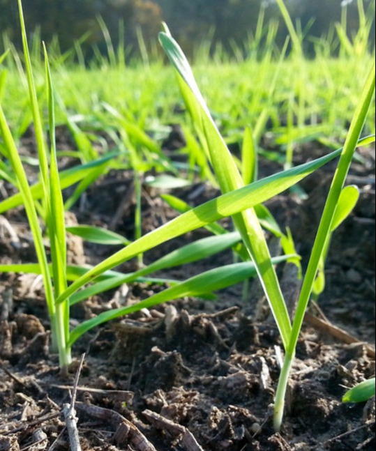 Aufgelaufener Getreidekeimling