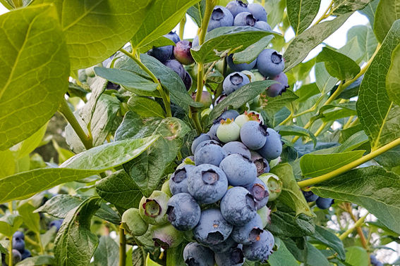 Erntereife Blaubeeren