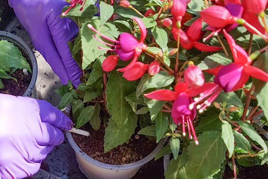 Applikation von insektizidhaltigen Stäbchen in mit Fuchsien bepflanzte Töpfe